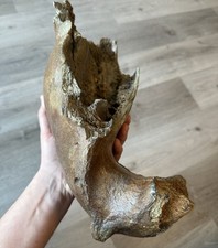 Massiv Fossiler Mammut Kiefer, Originalst&uuml;ck Niederlande, Nordsee, Eiszeit, 40cm