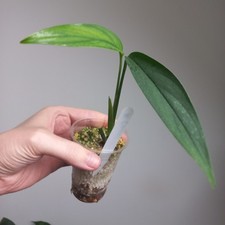NEW! VERY RARE! Monstera Croatii - Juvenile 2-LEAF TOP Cutting, Rooted & Potted