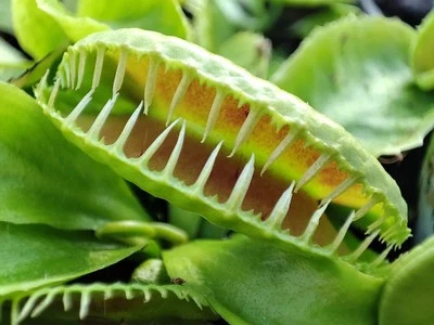 Dionaea muscipula "Tutankhamon", fleischfressende Pflanzen, Venusfliegenfalle, - Bild 1 von 4