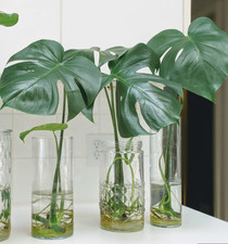 3 cutting Philodendron Split Leaf Monstera Deliciosa TREE Live Plant