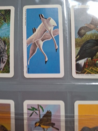 North American Wildlife In Danger. Red Rose Brookebond Canadian Issue 47/48 - Picture 3 of 15