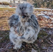 12-Hens Choice Silkie Hatching eggs -Crested Bearded Muffed