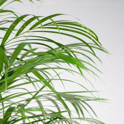 Areca-Palme (Dypsis) XL mit Korb Torun   120 cm   Ø24