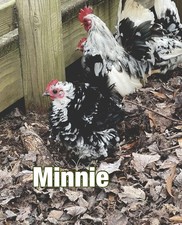 Serama Hatching Eggs 4 Smooth and possible Frizzles