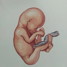 Pregnancy in Anatomical Illustrations Carnation Women Baby Medical Vintage 1963