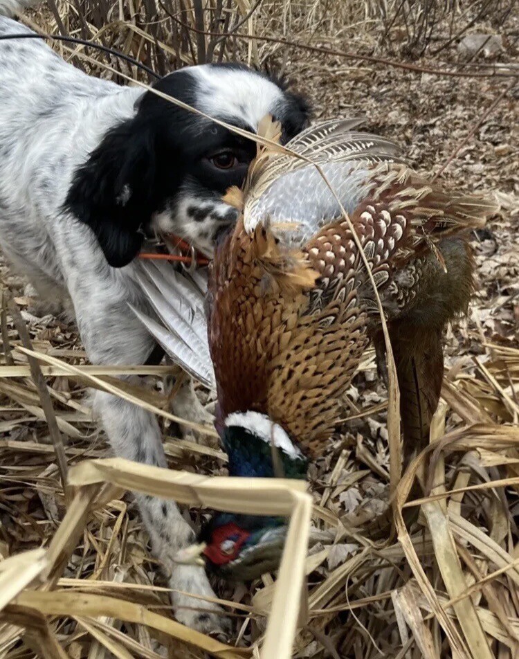 Rooster RINGNECK PHEASANT SKIN Wings FLY TYING/Fishing CRAFTS