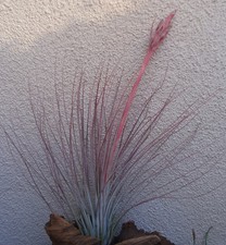 Large Tillandsia Juncea Air Plants 12-18" Tall