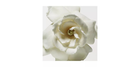 Bild 7 von 8