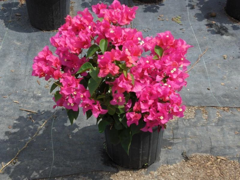 Bougainvillea - 'Orange King' - Image 3 of 3