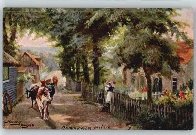 50720249 - No. 9223, Harry Payne, cows on the way home from pasture tucks