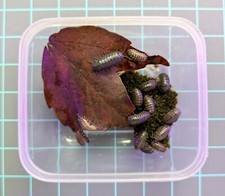 Live Isopods 30 , Bioactive Setup, Clean Up Crew, Safe Feeders