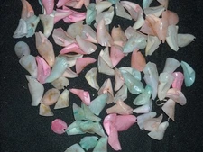 ocean sea shell lot of 30 Chula Lily Cut  and dyed craft nautical small craft