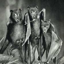 Adzer by Bardo Todol, M.M. Peres, Úgjü Sectas [Cassette Tape]