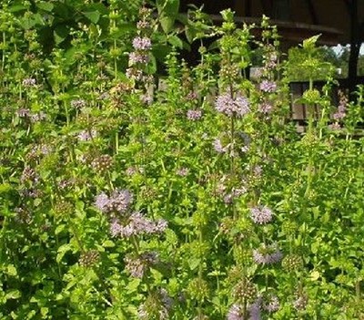 100 Seeds Queen Anne/'s Thimbles Gilia Capitata-