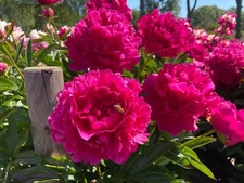 1 Felix Supreme Double Peony Perennial Flower Plant Bulb Root  * FALL  SHIPPING