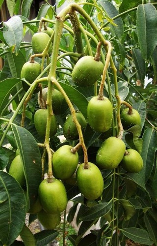 Ambarella Fruit Plant x 2 Express Service - Picture 5 of 5