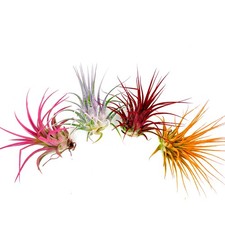 Air Plant Ionantha Colors 2"-3" 4PK