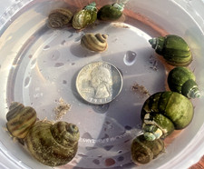 6 Wild Pond Snails  Asian Ringed Apple Snail x3  Northern Mystery Snail x3
