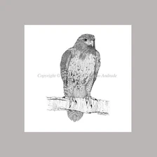 Red Tailed Hawk Ink Stippling Print by Cheryl Garman-Andrade. 4" X 4"