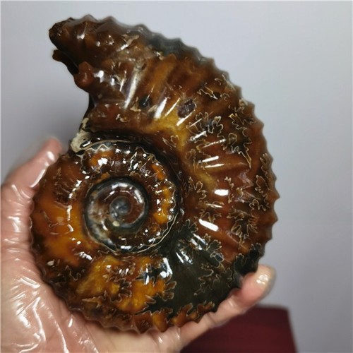 913g Ammonite specimens of natural conch from "goat's horn" of Madagascar i995 - Picture 12 of 14