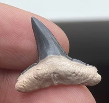 INCREDIBLE LEMON SHARK TOOTH FROM BONE VALLEY FLORIDA .99”