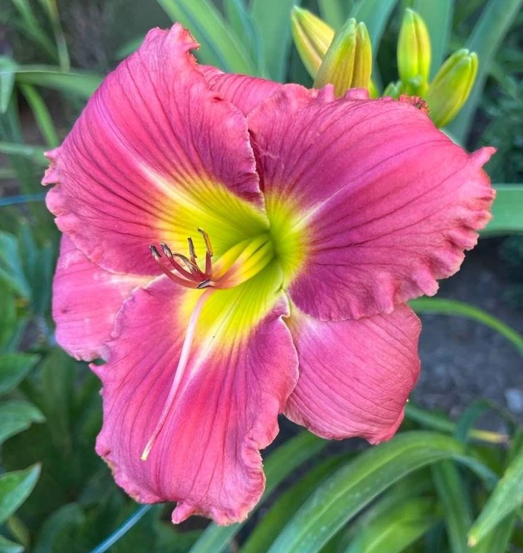 Daylily In the Heart of It All! CHARITY AUCTION!