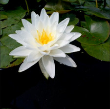 15 semi di Nymphaea PERRY DOUBLE WHITE - semi freschi di NINFEA