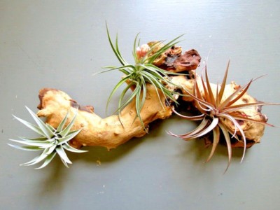 Air plant kit - 3 Plants, Tillandsia on Large Mopani wood, Glue