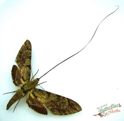 Monster Moth Amphimoea Walkeri SET x1 FEMALE hawk-moth A1- Entomology
