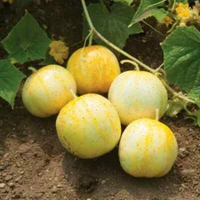 25/50 Counts LEMON CUCUMBER SEEDS/Omega Homestead/*Free Combined Shipping[26]