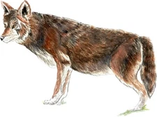 Red Wolf Decal/Sticker Auto Camper Tailgate Hood