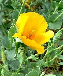 Perfect Menton Anti-Double Chin Care Woman