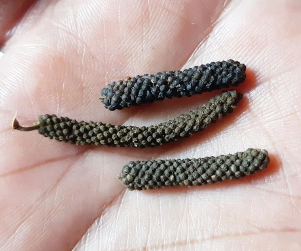 Piper longum Natural Puro Largo Pimienta Poivre Seca Orgánica Larga Pippali Foto 2 de 4