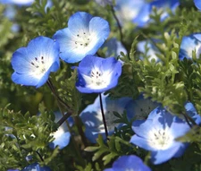 BABY BLUE EYES Nemophila Menziesii - 6,000 Bulk Seeds