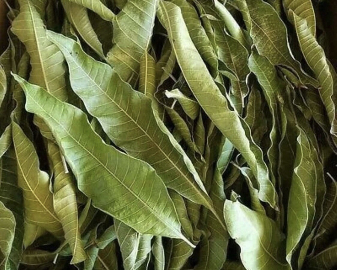 Mango Leaves Organic Herbal Infusion Tea Pack 65g Herb Strengthen Immune System