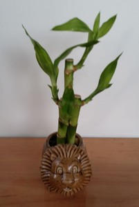 Lucky Bamboo - indoor house plant bring good luck and good ...