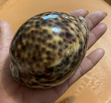 Large Natural Polished Tiger Cowrie Seashell Rare Real Aquarium Decor 3.5" In