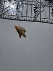 Collector Grade Translucent Agate Corner Notched  Arrowhead (Documented) — photo 8