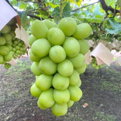 Exotic Premium Grape 100+ Seedss (Vitis vinifera) var. Shine Muscat Grape