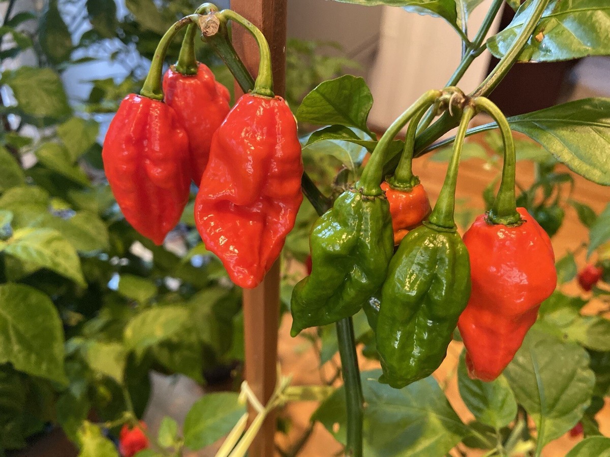 20) Red Devil's Tongue Seeds Super Hot Pepper habanero | eBay