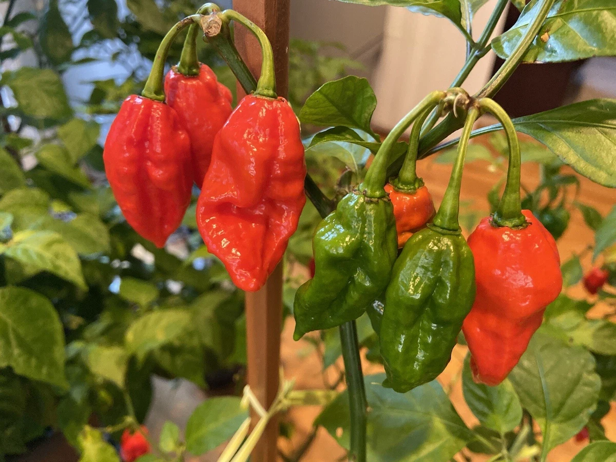 Devil's 2024 tongue pepper