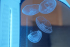 Spherical Jellyfish Tank for Luxury Decor, Round Jellyfish Decor Aquarium Box