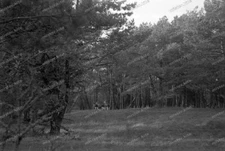 Negative-Rossitten-Rybatschi-East Prussia-Curonian-Spit-Forest-Elk-1935-41