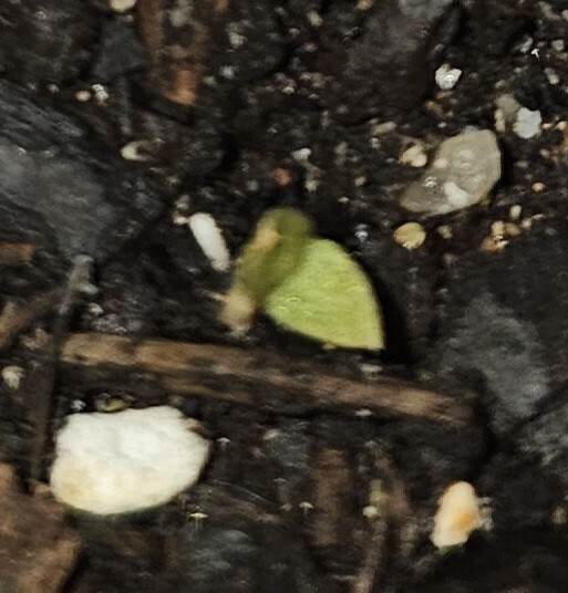 50++ White Dragon Fruit Seeds (Hylocereus Undatus Cactus) Pitaya