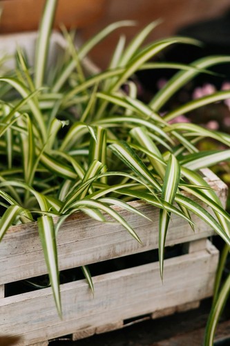 Spider Small Baby Plants x4 Easy Grow Hardy Indoor Outdoor (Chlorophytum Comos) - Picture 5 of 15