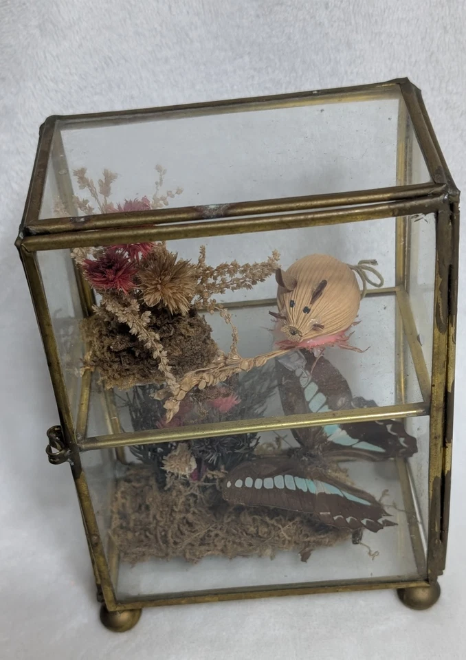 Mini gabinete de curiosidades de latón y vidrio de colección terrario exhibición miniaturas Foto 4 de 4