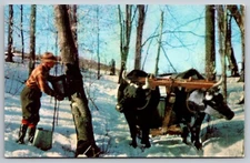 Making Maple Syrup in Vermont oxen postcard