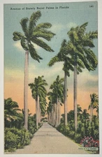 Vintage 1946 Postcard Avenue of Royal Palms Florida Linen Tichnor