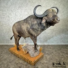 #29750 WC | African Cape Buffalo Taxidermy Shoulder Mount For Sale