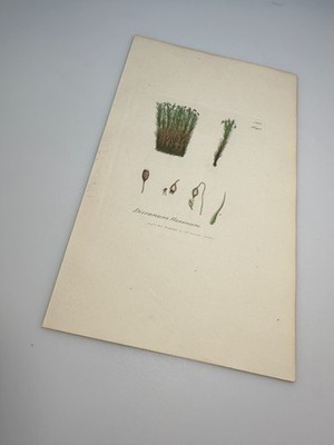 1805 Sowerby BROOM MOSS  Botanical Hand Colored Plate 1491 Print